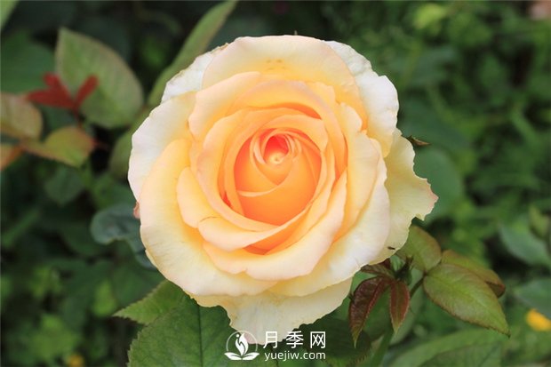 大花月季種植水肥如何管理？(圖1)