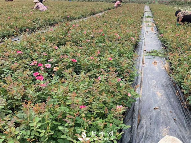 盆栽月季該怎么整形修剪？(圖1)