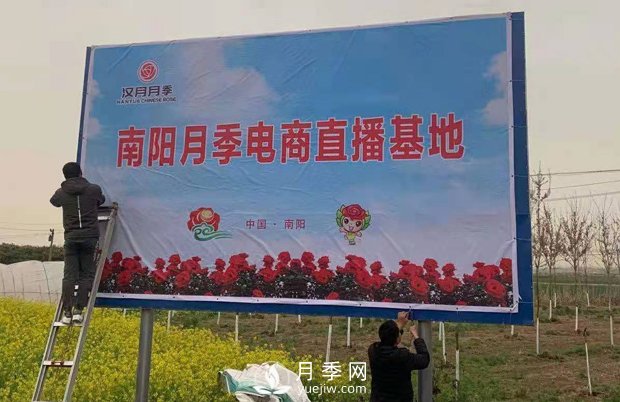 南陽月季電商基地 直播間里月季飄香(圖4)
