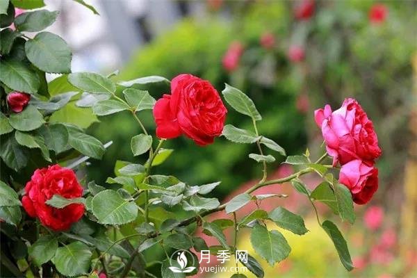 微月和藤本和灌木月季的區(qū)別，超容易分辨！(圖1)