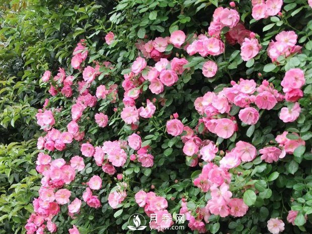 藤本月季的幾個錯誤方法，生長階段要注意(圖1)