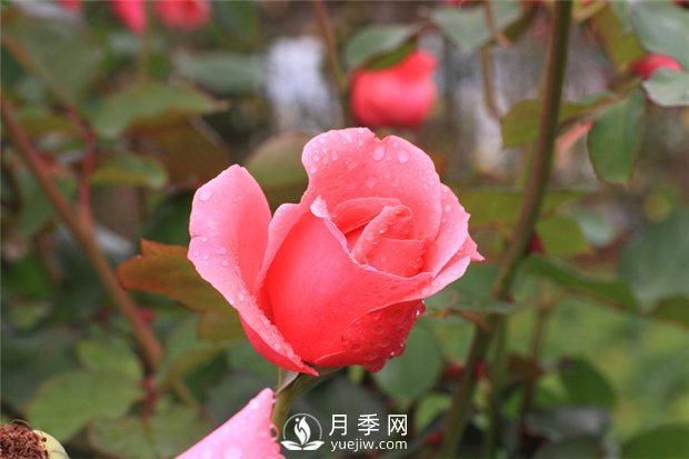 薔薇花、月季花和玫瑰花的區(qū)別(圖1)