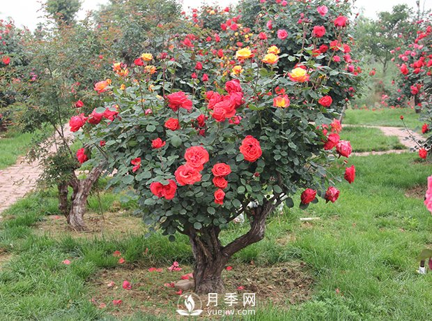 樹樁盆景的制作方法，樹樁盆景月季制作教程(圖3)