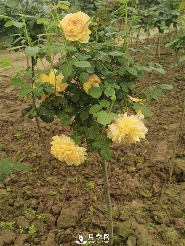 南陽小青桿月季批發(fā)，品種豐富花色多(圖3)