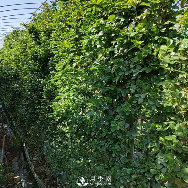 藤本月季網(wǎng)片批發(fā)價格(安吉拉、大游行)(圖2)