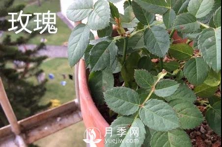 月季和玫瑰有什么區(qū)別？(圖2)