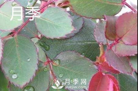 月季和玫瑰有什么區(qū)別？(圖1)