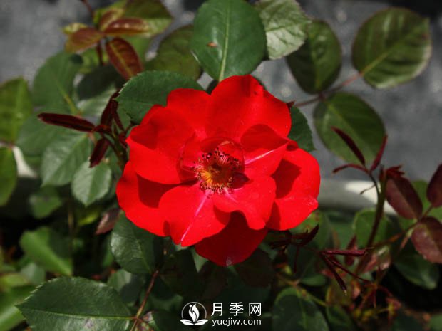 豐花月季品種有哪些？哪個(gè)品種比較好？(圖2)