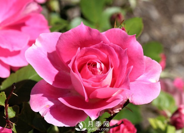 豐花月季知識(shí)百科(圖1)
