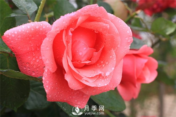 秋季園林苗木病蟲害防治知識(shí)，月季防治黑斑病(圖1)