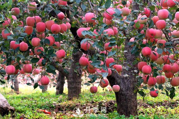 什么是果樹的枝干比、枝葉比、葉果比和產(chǎn)出比？(圖1)