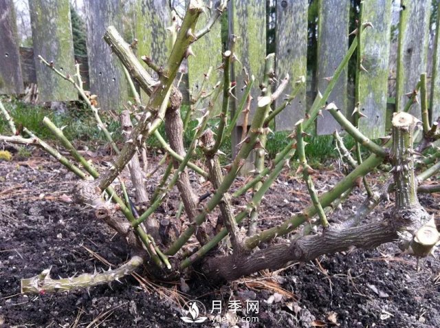 養(yǎng)月季花要會修剪，花朵彩繪越來越多(圖3)