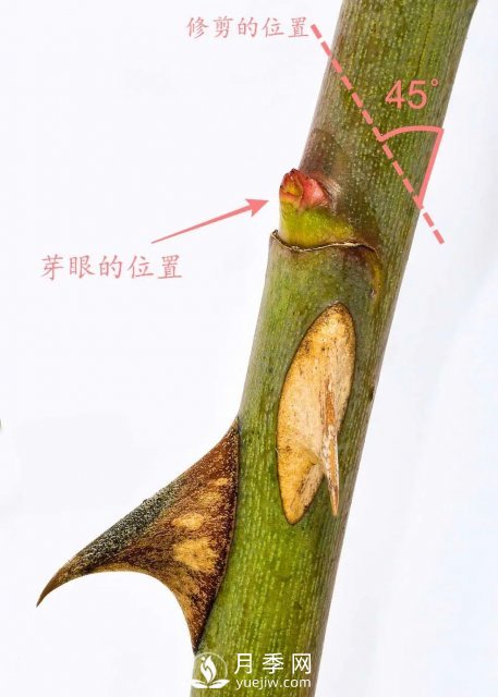 養(yǎng)月季花要會修剪，花朵彩繪越來越多(圖4)