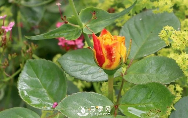 養(yǎng)月季花要會修剪，花朵彩繪越來越多(圖2)