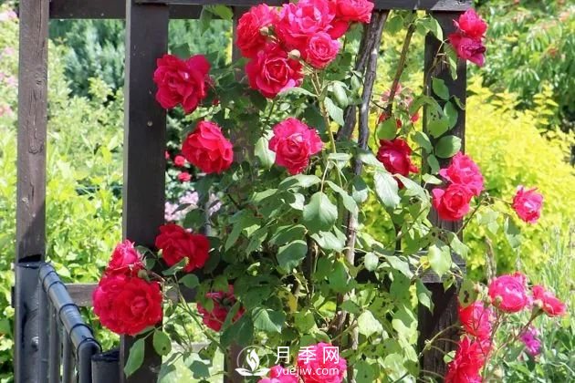 養(yǎng)月季花要會修剪，花朵彩繪越來越多(圖1)