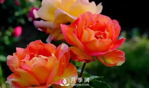 4月養(yǎng)月季需要4點，避免畸形，養(yǎng)出漂亮的月季花(圖1)
