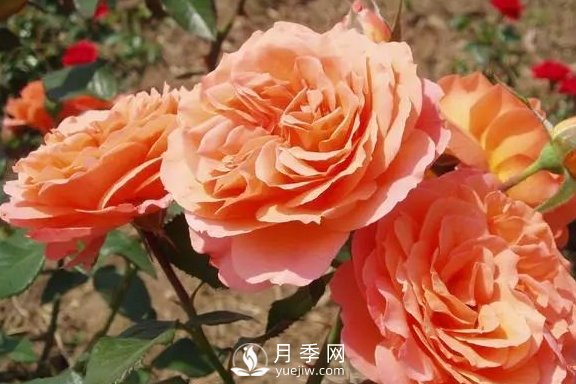 4月養(yǎng)月季需要4點，避免畸形，養(yǎng)出漂亮的月季花(圖3)