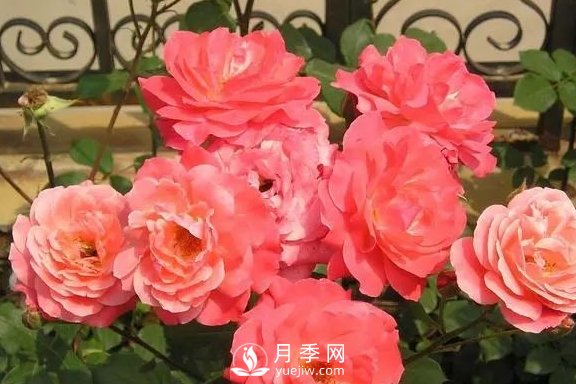 4月養(yǎng)月季需要4點，避免畸形，養(yǎng)出漂亮的月季花(圖2)