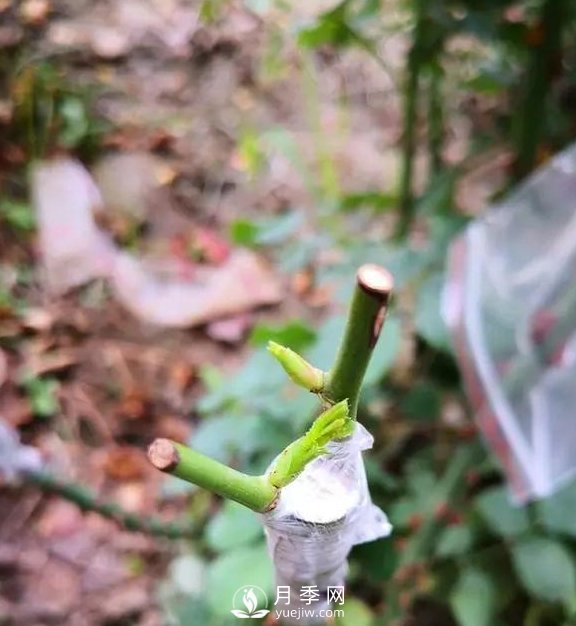 青島路邊月季美化，月季花比拳頭大，原來是樹狀月季(圖3)