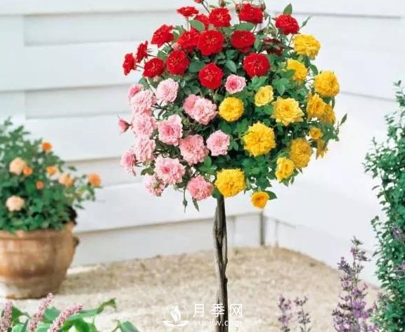 青島路邊月季美化，月季花比拳頭大，原來是樹狀月季(圖2)
