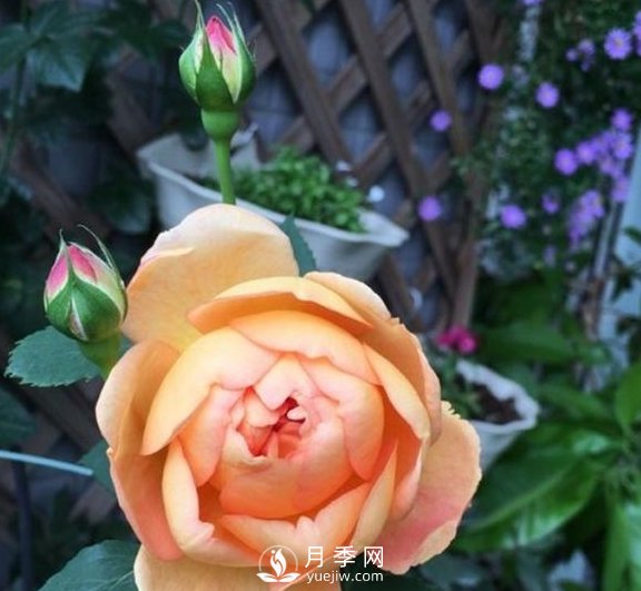 春季，送您3個養(yǎng)月季小竅門，讓月季枝粗葉壯(圖3)
