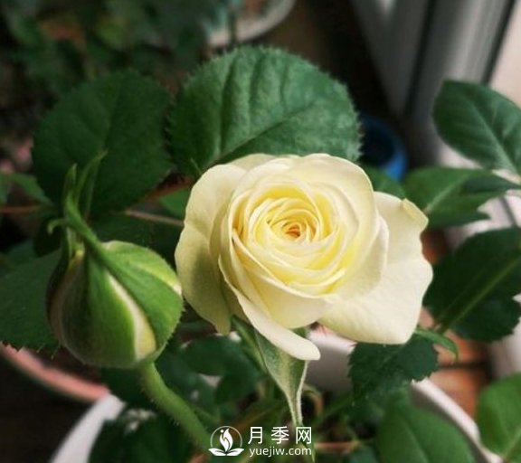 春季，送您3個養(yǎng)月季小竅門，讓月季枝粗葉壯(圖2)