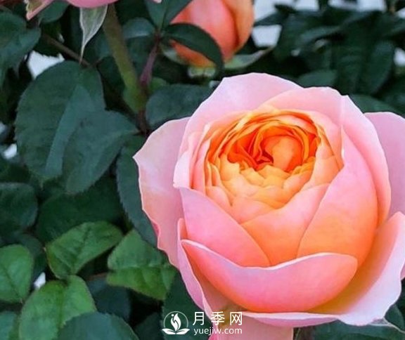 春季，送您3個養(yǎng)月季小竅門，讓月季枝粗葉壯(圖1)