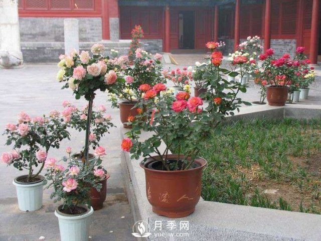養(yǎng)護月季加點魚肥，讓月季猛爆花苞不停！(圖1)