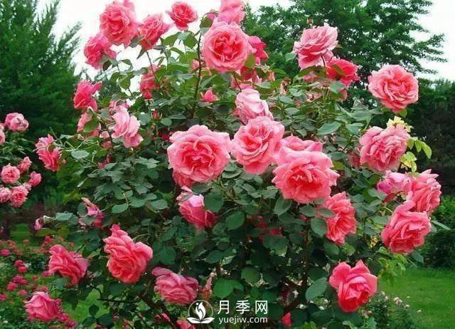 新手和懶人首選的三種月季品種，還自帶體香開花不斷(圖1)