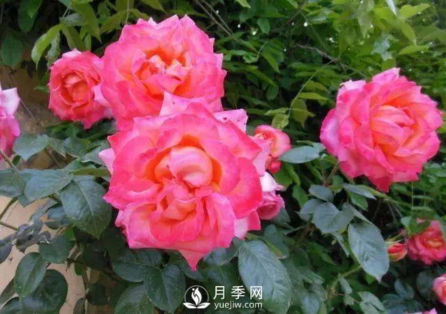 新手和懶人首選的三種月季品種，還自帶體香開花不斷(圖5)