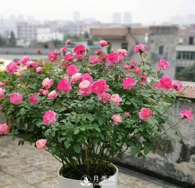 養(yǎng)月季千萬別犯這4個(gè)“錯(cuò)誤”，月季花開美如艷(圖1)