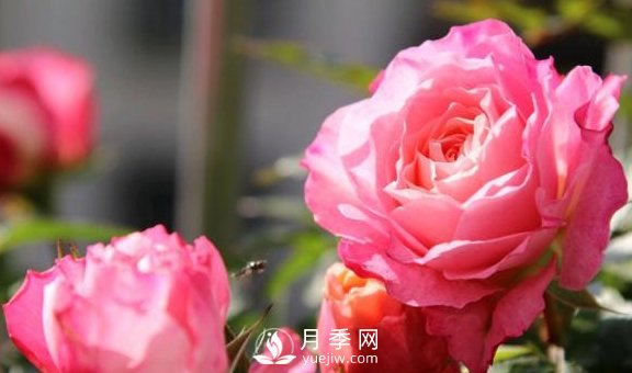 養(yǎng)月季，注意施肥姿勢不對，月季不開花，力氣還白費(fèi)！(圖3)