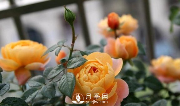 養(yǎng)月季，注意施肥姿勢不對，月季不開花，力氣還白費(fèi)！(圖4)