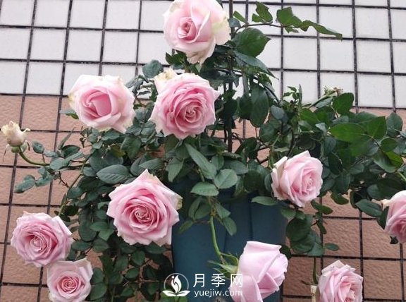 養(yǎng)月季，注意施肥姿勢不對，月季不開花，力氣還白費(fèi)！(圖1)