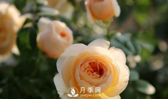 養(yǎng)月季，注意施肥姿勢不對，月季不開花，力氣還白費(fèi)！(圖2)