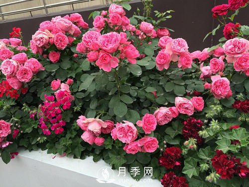 月季十死九個(gè)澇，月季澆水的詳細(xì)教程！(圖2)