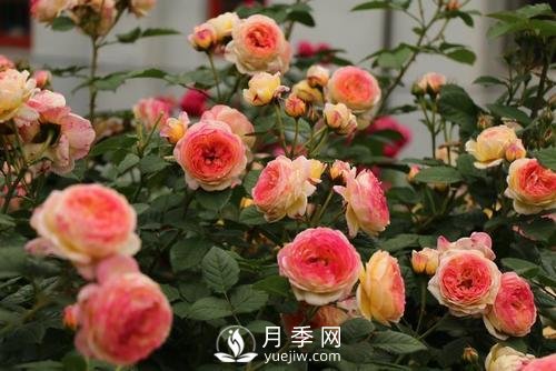 月季十死九個(gè)澇，月季澆水的詳細(xì)教程！(圖1)