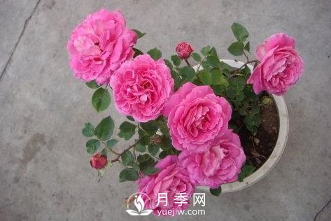 月季十死九個(gè)澇，月季澆水的詳細(xì)教程！(圖3)