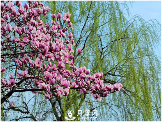 南陽(yáng)驚蟄時(shí)節(jié)，花紅柳綠又一春(圖2)