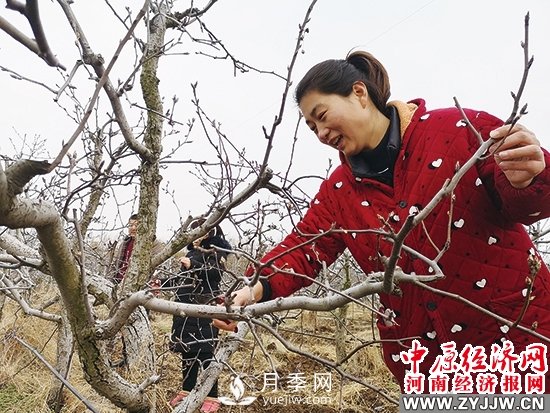 方城縣博望鎮(zhèn)：月季和黃金梨產(chǎn)業(yè)賦能構(gòu)筑新圖景(圖1)