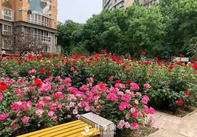 月季景觀添彩房地產(chǎn)小區(qū)綠化建設(圖2)