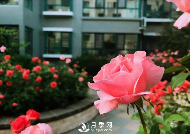 月季景觀添彩房地產(chǎn)小區(qū)綠化建設(圖5)