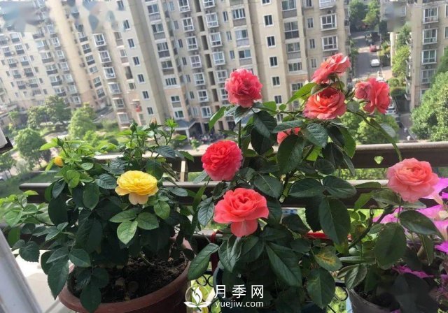 月季景觀添彩房地產(chǎn)小區(qū)綠化建設(圖6)