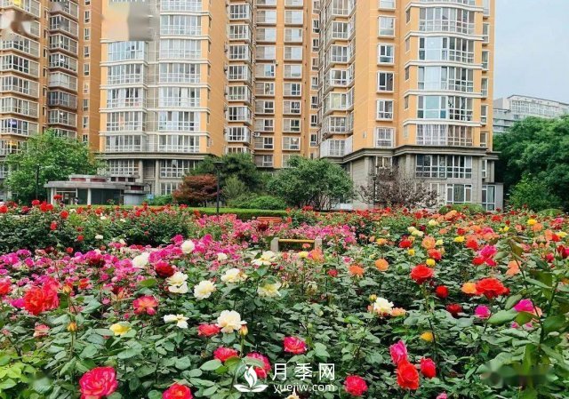 月季景觀添彩房地產(chǎn)小區(qū)綠化建設(圖1)