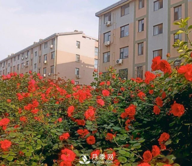 月季景觀添彩房地產(chǎn)小區(qū)綠化建設(圖4)
