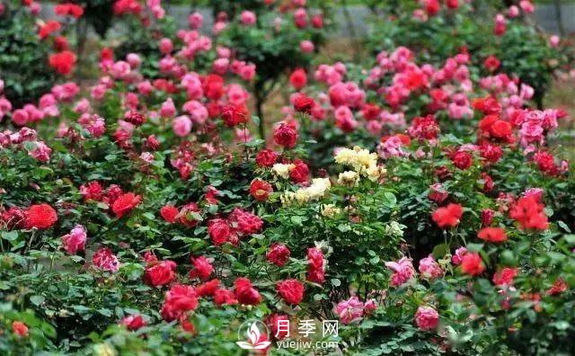 月季雖好“坑”太多，想養(yǎng)好就要避開6個(gè)“坑”(圖1)