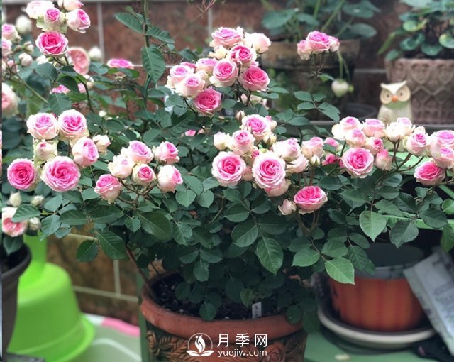 封閉陽臺養(yǎng)好月季花？室內(nèi)陽臺養(yǎng)月季的4大注意事項(圖3)