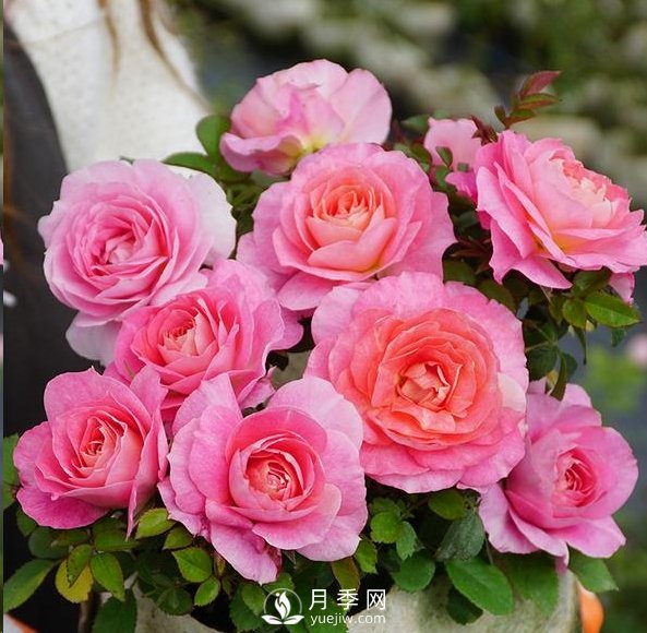 封閉陽臺養(yǎng)好月季花？室內(nèi)陽臺養(yǎng)月季的4大注意事項(圖1)