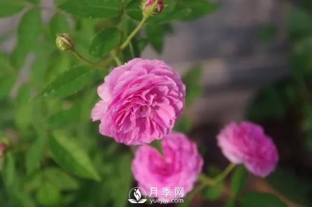 適合陽(yáng)臺(tái)的瑪姬嬸嬸月季，小巧花美有香味，開(kāi)花到爆盆！(圖3)