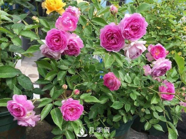 適合陽(yáng)臺(tái)的瑪姬嬸嬸月季，小巧花美有香味，開(kāi)花到爆盆！(圖2)